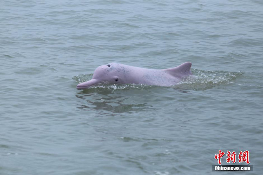 Endangered Chinese White Dolphins Spotted in South China