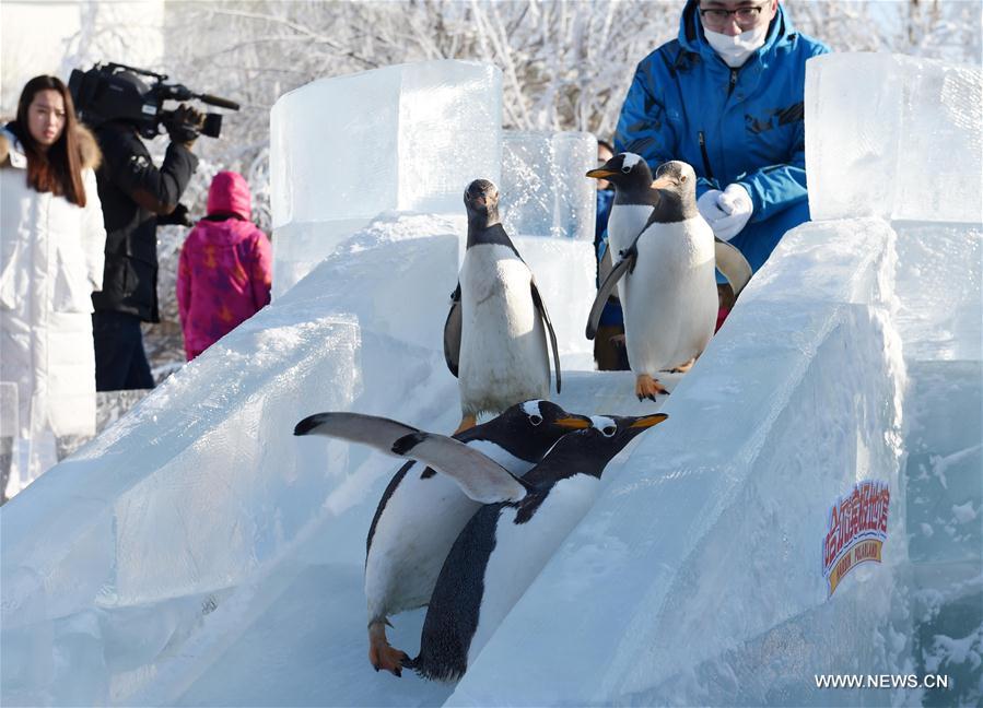 Penguins from Harbin Polarland try an ice slide outdoors in Harbin, capital of northeast China's Heilongjiang Province, Dec. 26, 2016.