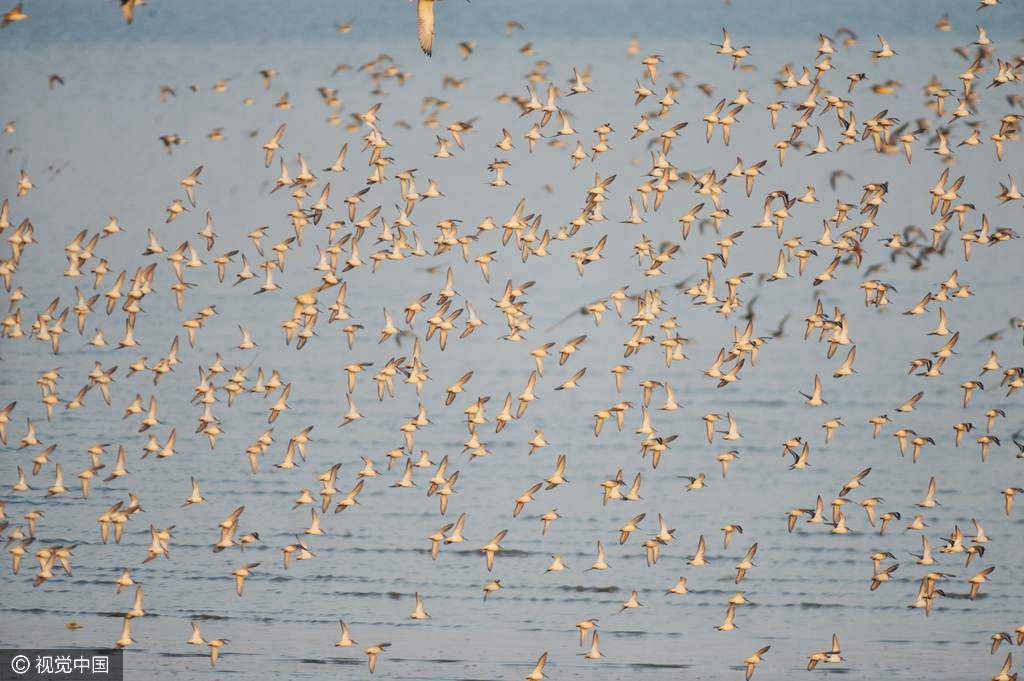 Magnificent! Tens of thousands of migrant birds forage near Jiaozhou Bay