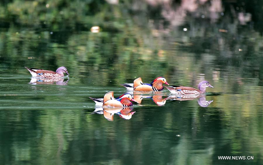 Wild birds attract visitors in Fujian, southeast China