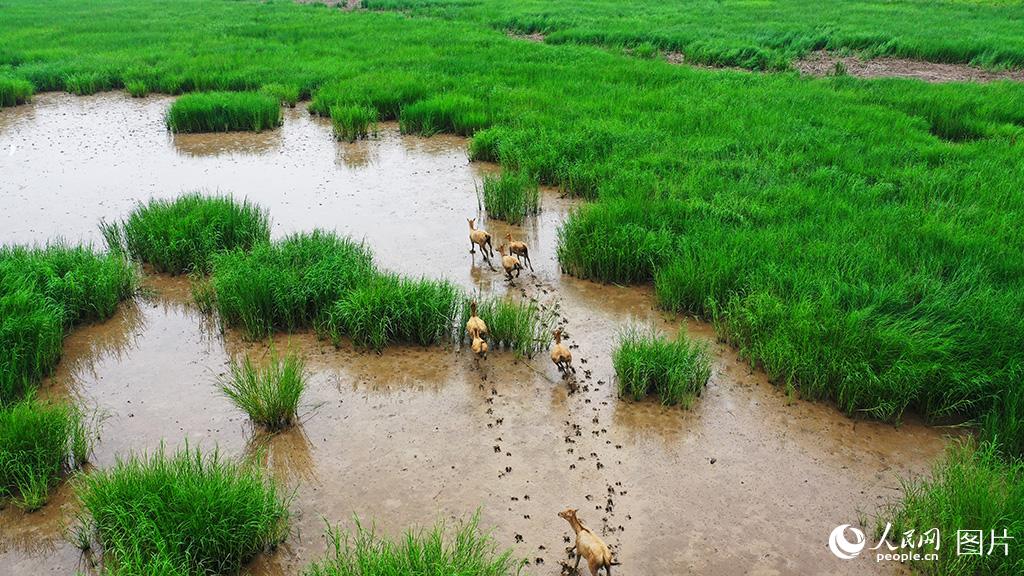 Around 50 milu deer spotted in wetland of E China’s Jiangsu