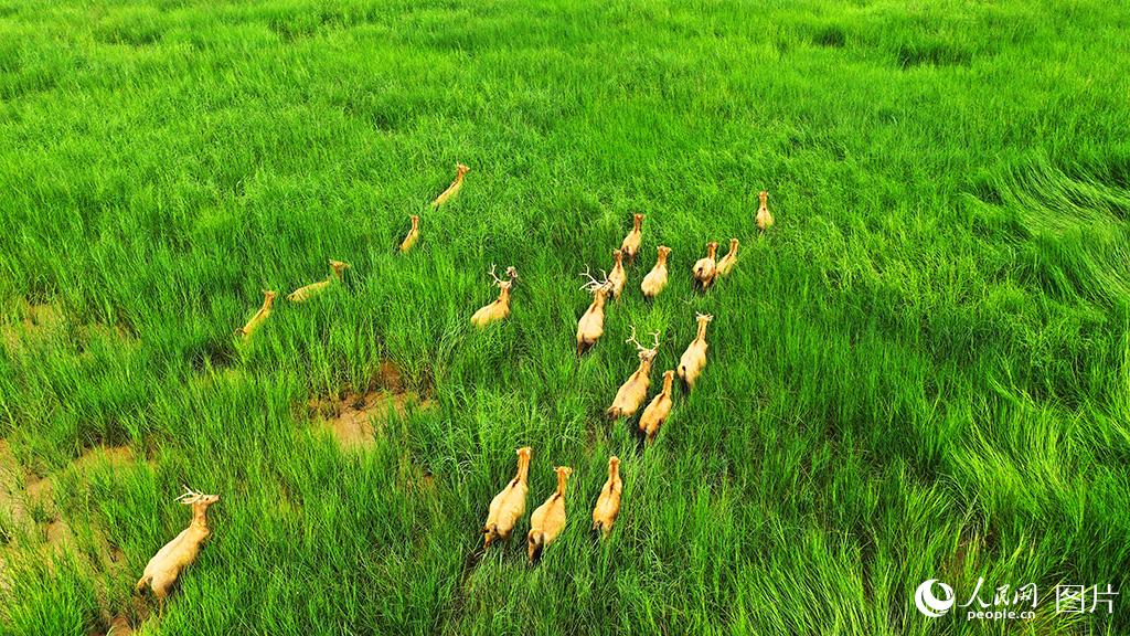 Around 50 milu deer spotted in wetland of E China’s Jiangsu