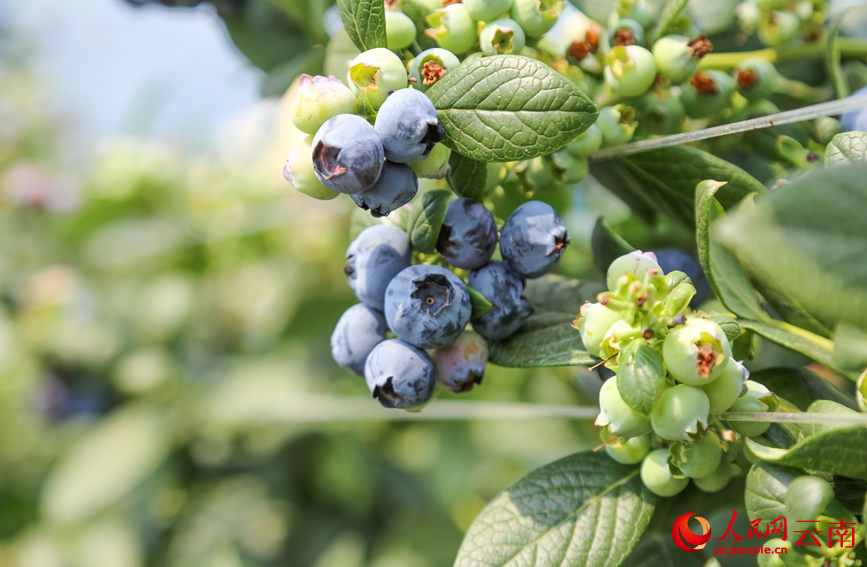 Blueberries enter harvest season in SW China's Yunnan