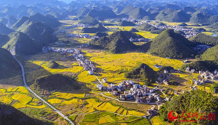 Rice harvest season arrives in SW China's Yunnan