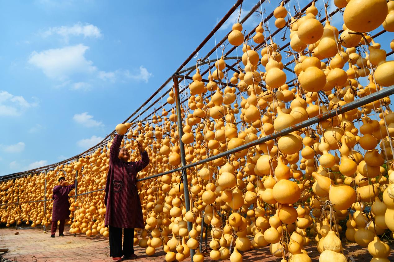 Gourd generates wealth for villagers in E China's Shandong