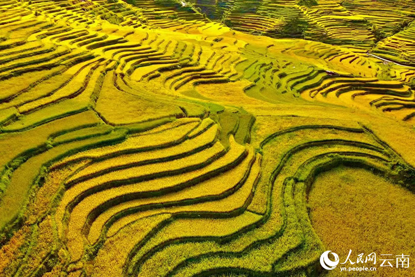 Splendid scenery of golden terraced rice fields in SW China's Yunnan
