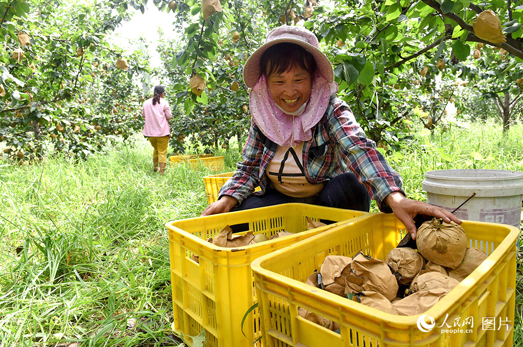 Autumn harvest underway across China