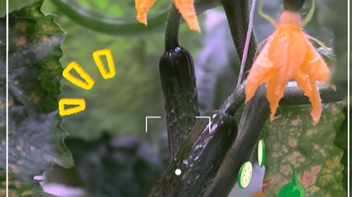 PD Vlog | Growing beyond Earth: Inside China's desert farm for space missions