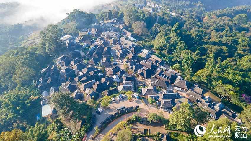 景邁山古茶林中的少數民族傳統村落。人民網 虎遵會攝