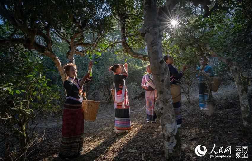 村民在采茶。普洱市委宣傳部供圖