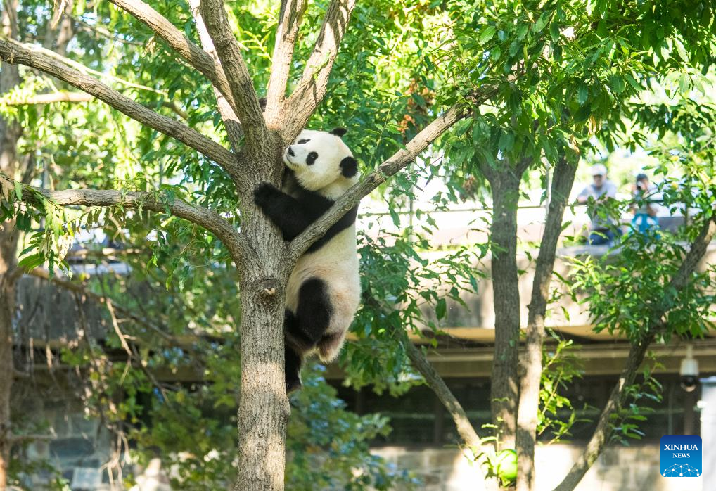 Giant panda Qing Bao celebrates 4th birthday at Washington zoo