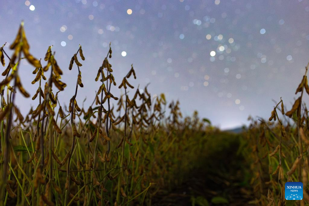 In pics: starry sky in NE China's Heilongjiang