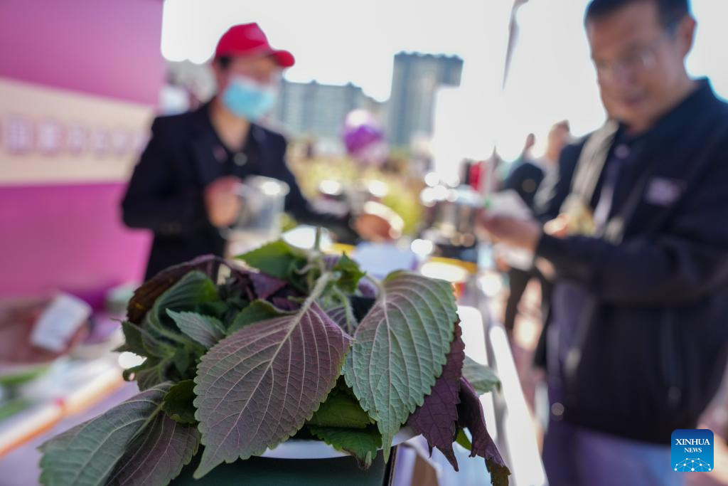 Chinese farmers' harvest festival celebrated across China