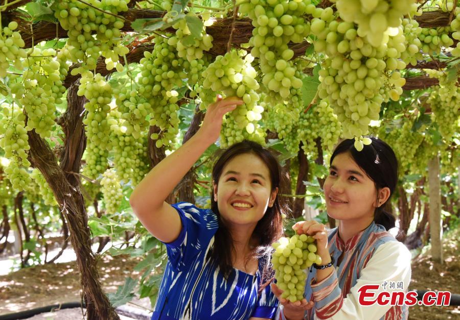 Turpan grapes ripen under extreme temperature