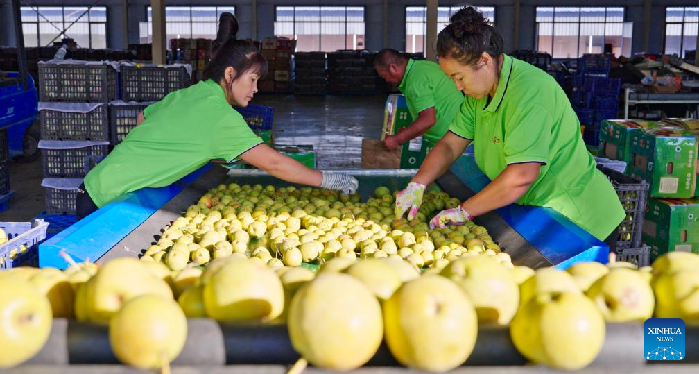 Nanguo pear processing enterprises in NE China enter peak production season