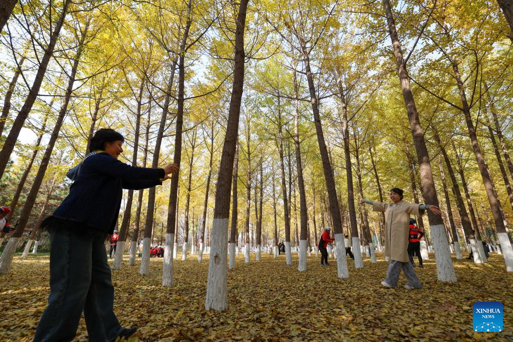 Autumn scenery of forest park in Tianjin
